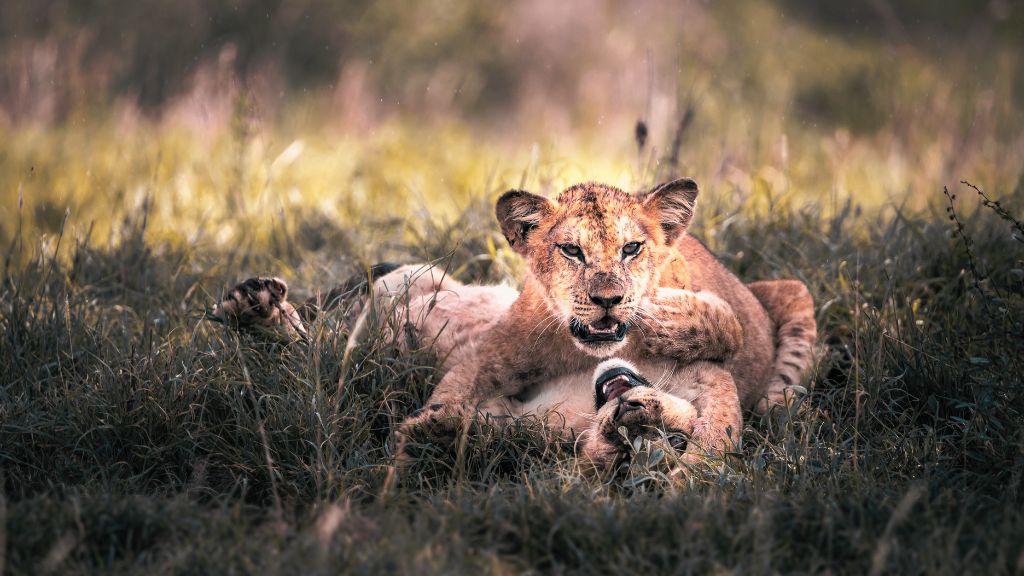 10 Lines on Gir National Park